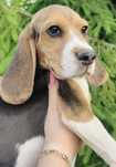 Wyjątkowy Beagle z Rodowodem