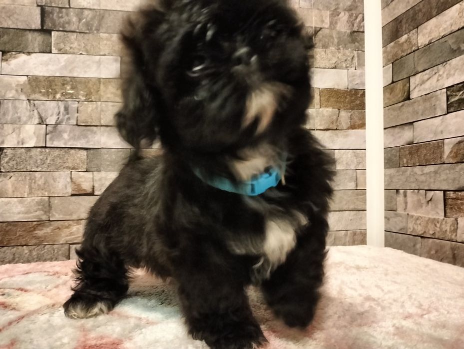 Cudowna suczka  shih-tzu Malutka  CZARNA Rodowod