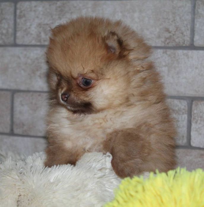 Бомбезні міні шпіцулі