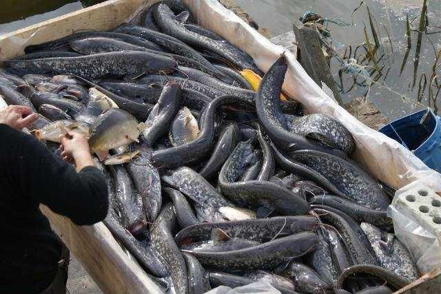 karp od 1 do 3,5kg 20zł  25zł kg oraz amur tołpyga sum węgorz