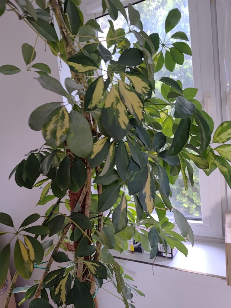 Schefflera szeflera drzewiasta duża 2,5 m
