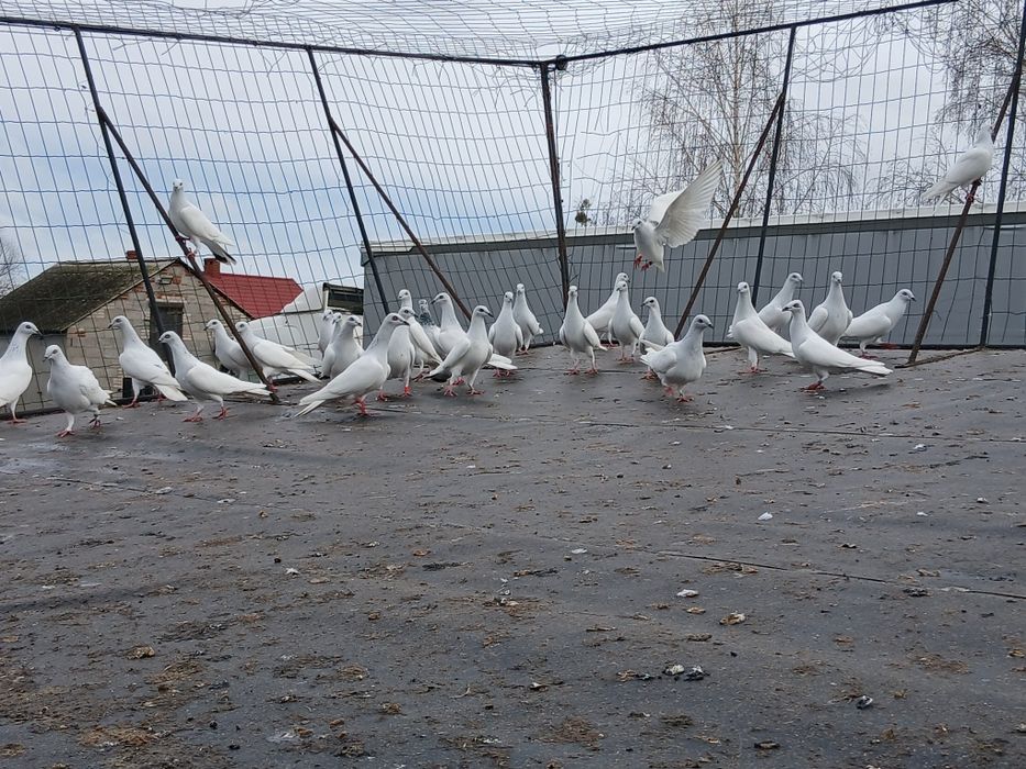 Sprzedam mały lot gołębi srebniaki