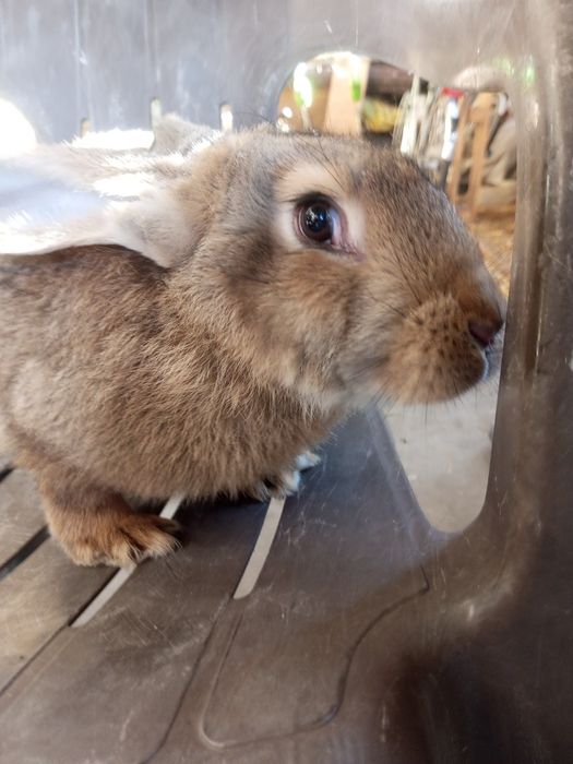 Króliki do dalszego chowu