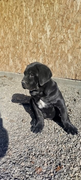 Кане корсо дітки