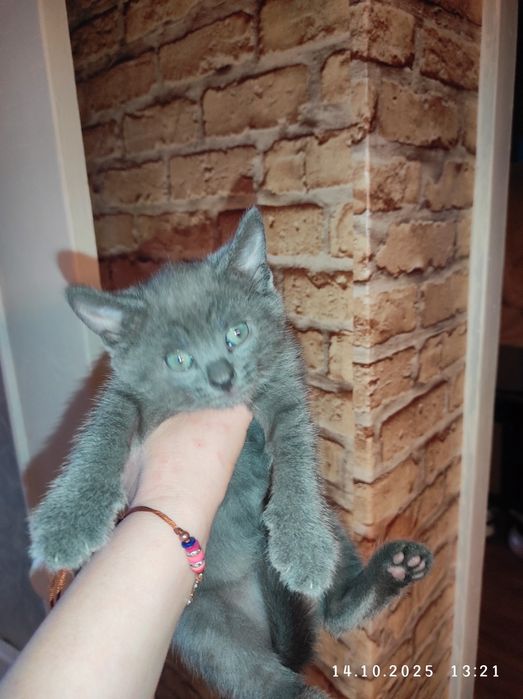 Кошенятка безкоштовно