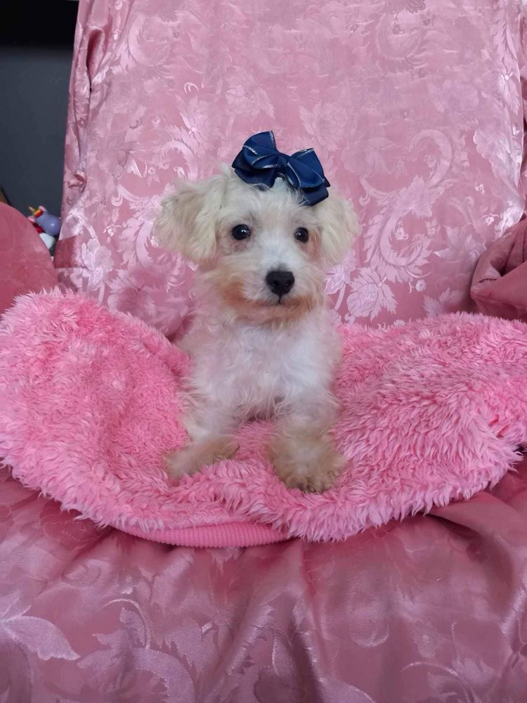 Odchowany chlopiec Maltipoo szuka nowego domu