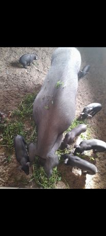 Leitões - porco preto cruzado com bízaro (10 kg)