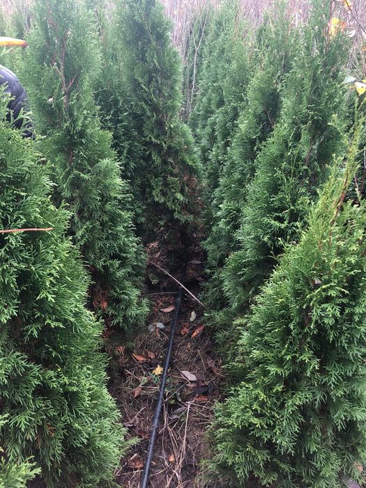 Tuja tuje szmaragd TANIO