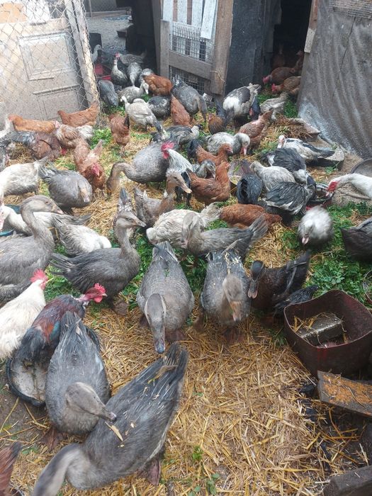 Kaczki francuskie i gęsi