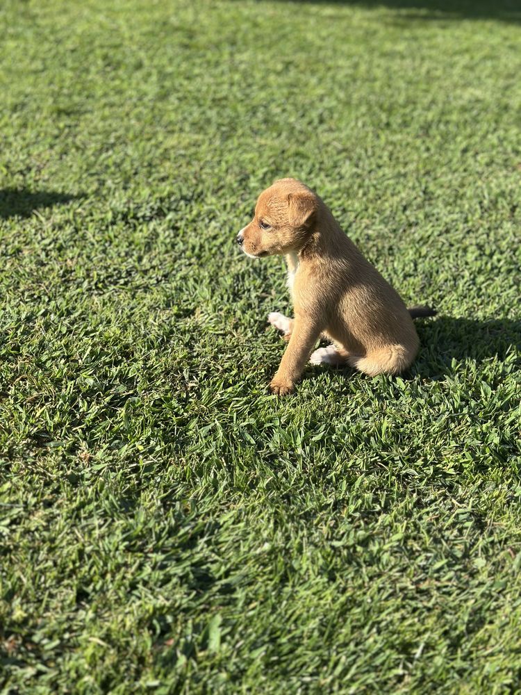 Cachorros para Adoção Responsável