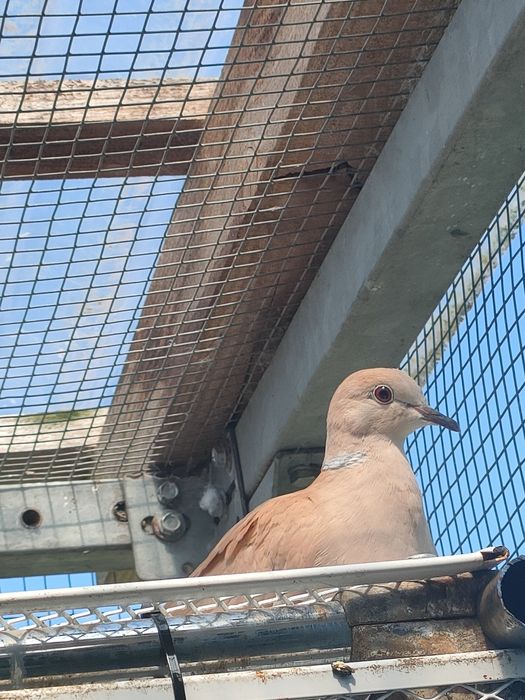 Sprzedam gołąbki cukrówki