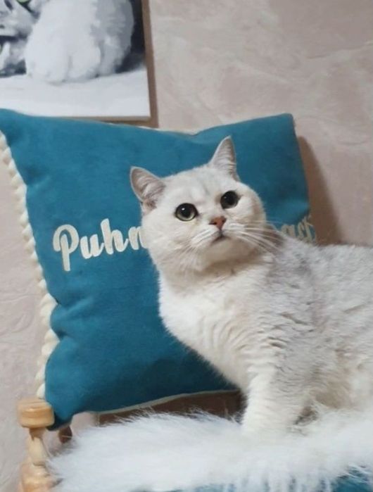 Серебристый шиншилла британец