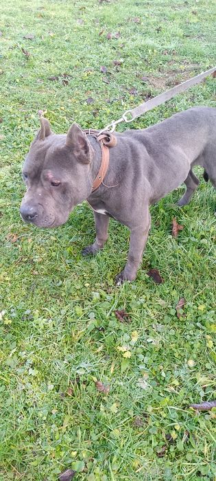 кобель молодий буллі для охорони