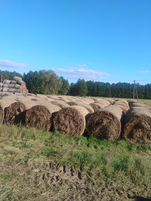 Siano do ścielenia (nie słoma)