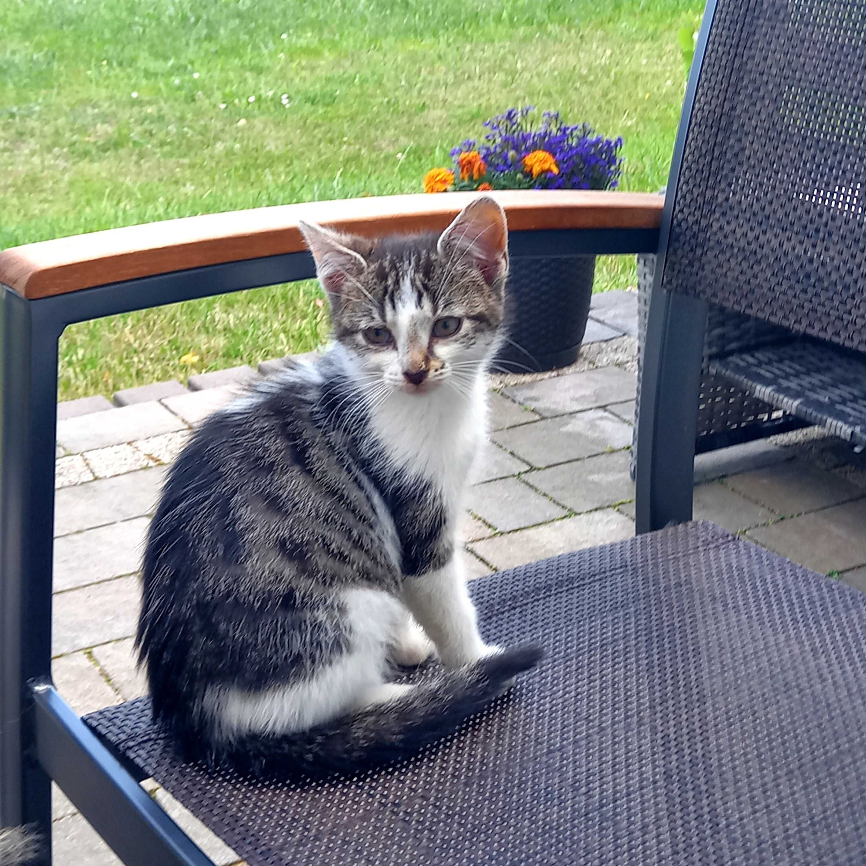 Oddam kotka kotkę bardzo przyjazne