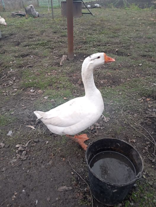 Продаю пару гусей