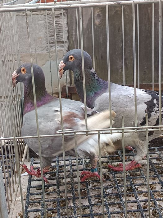 Rzeszowski gołębie rzeszowskie