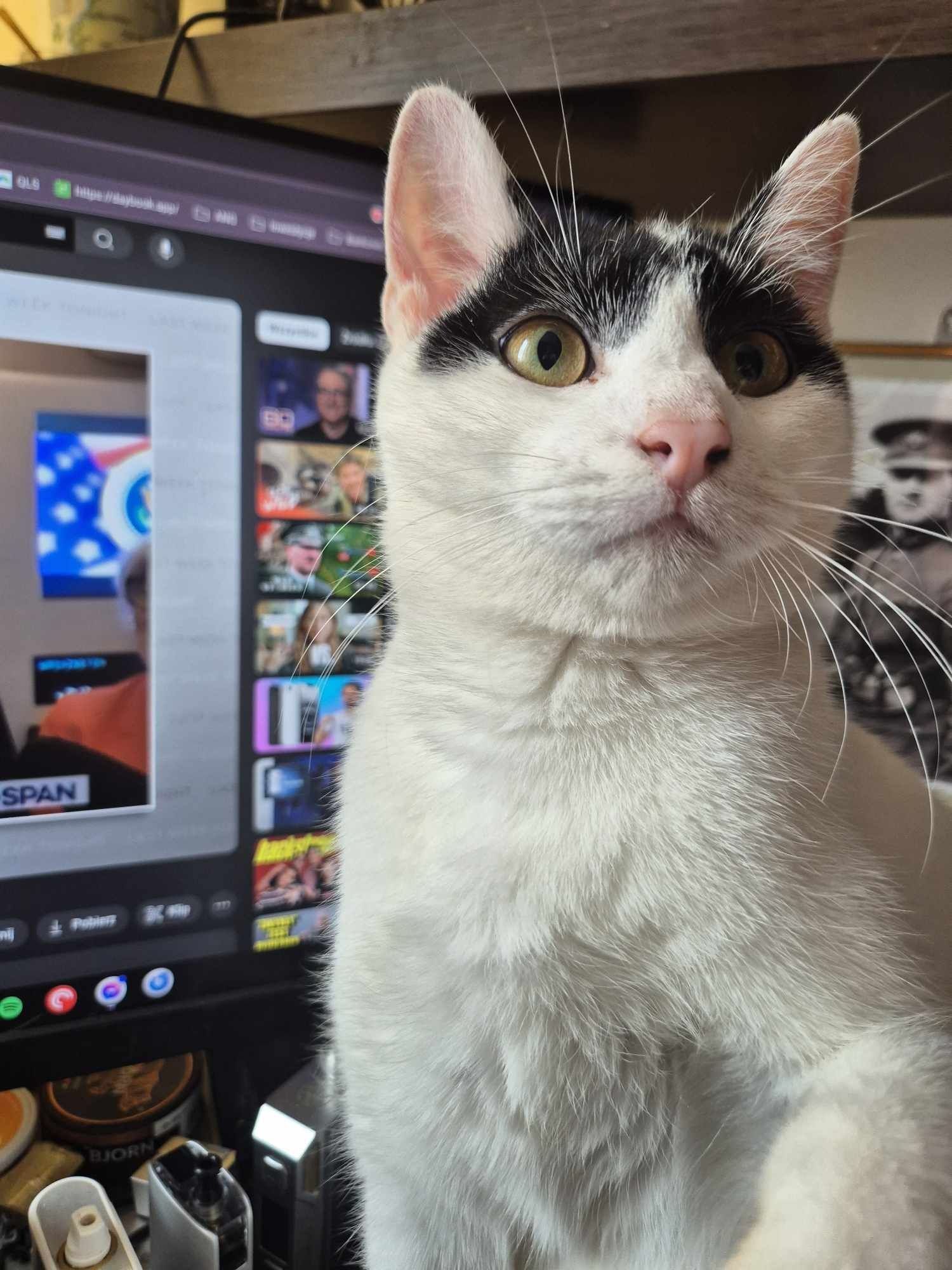 Kocurek Loki idealny na dokocenie do adopcji testy ujemne szczepiony!