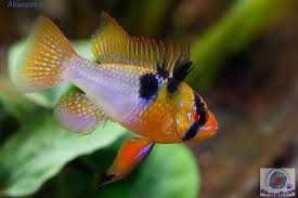 GB Pielęgniczka Ramireza Standard