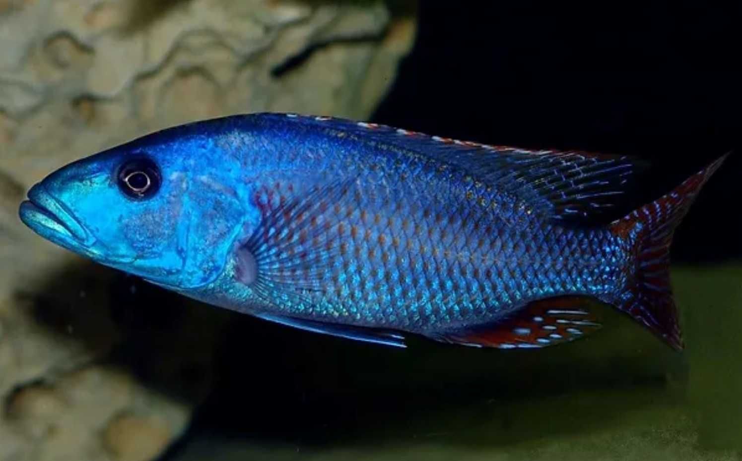 Nimbochromis fuscotaeniatus - PYSZCZAK - dowóz, wysyłka