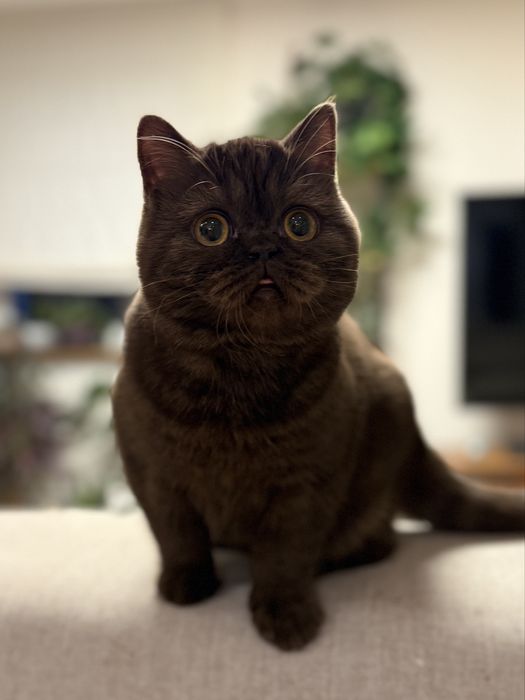 Czekoladowa szkocka koteczka