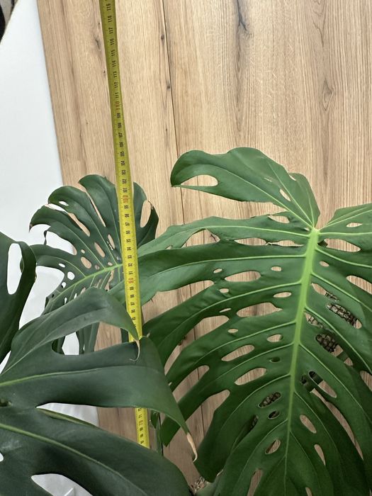 Монстера дорослий вазон
