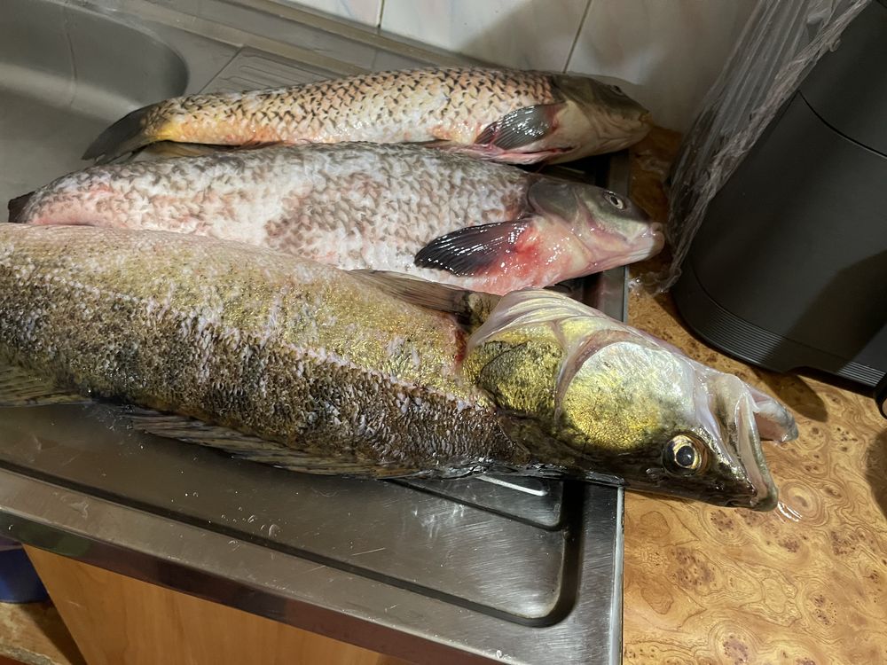 Продаж під замовленя свіжої риби.