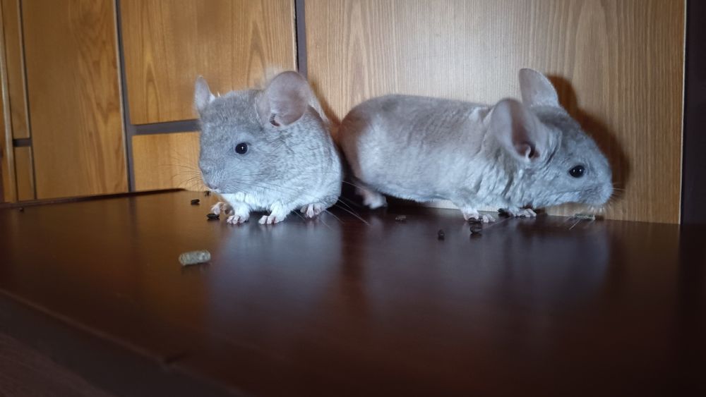 Szynszyle młode kolorowe