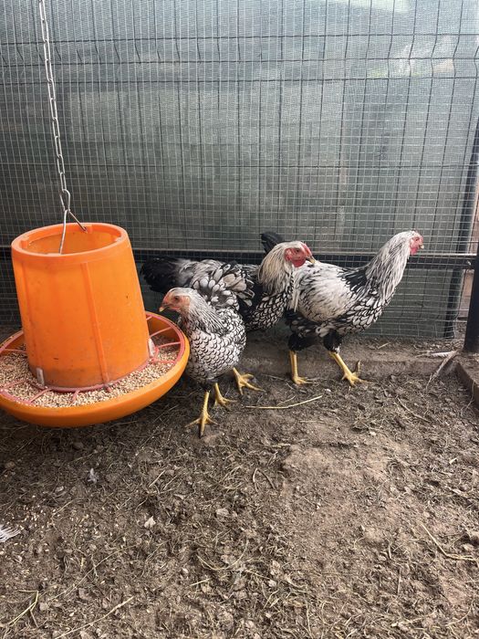 Віандот когути 6 м