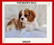 Cavalier King Charles Spaniel piesek - klasycznym umaszczeniu blenheim