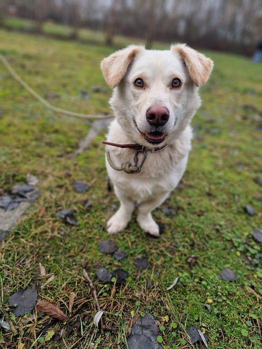 3 lata w miejskiej przechowalni ani jednego zapytania. Prosimy o dom