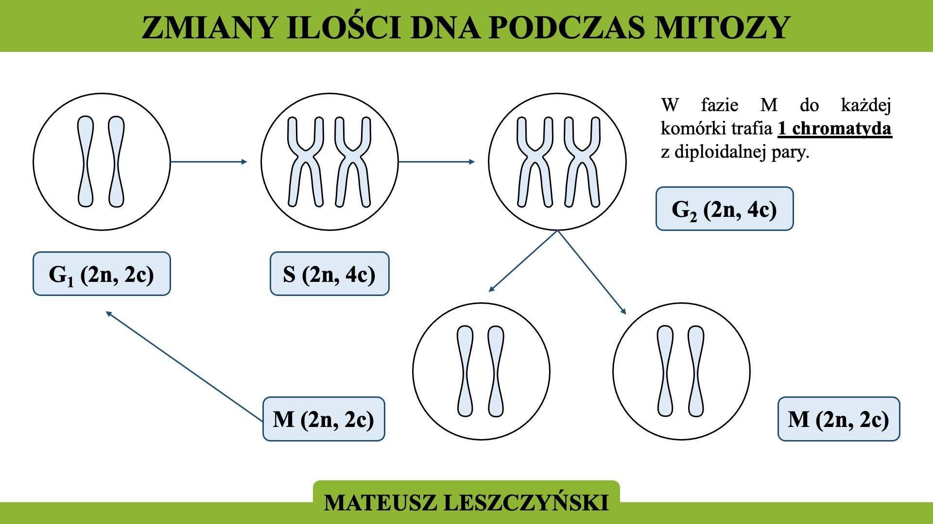 Korepetycje z czynnym nauczycielem biologii!