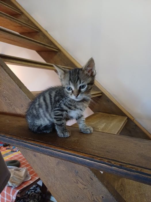 Безкоштовно кошенята тільки в добрі руки