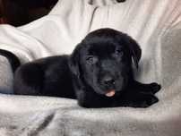 Labrador retriever, labradory czarny piesek ZKwP ,FCI