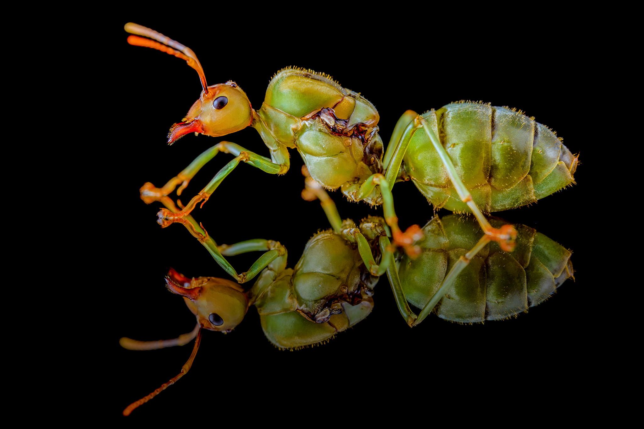 Oecophylla smaragdina - Królowa i 1-5 robotnic