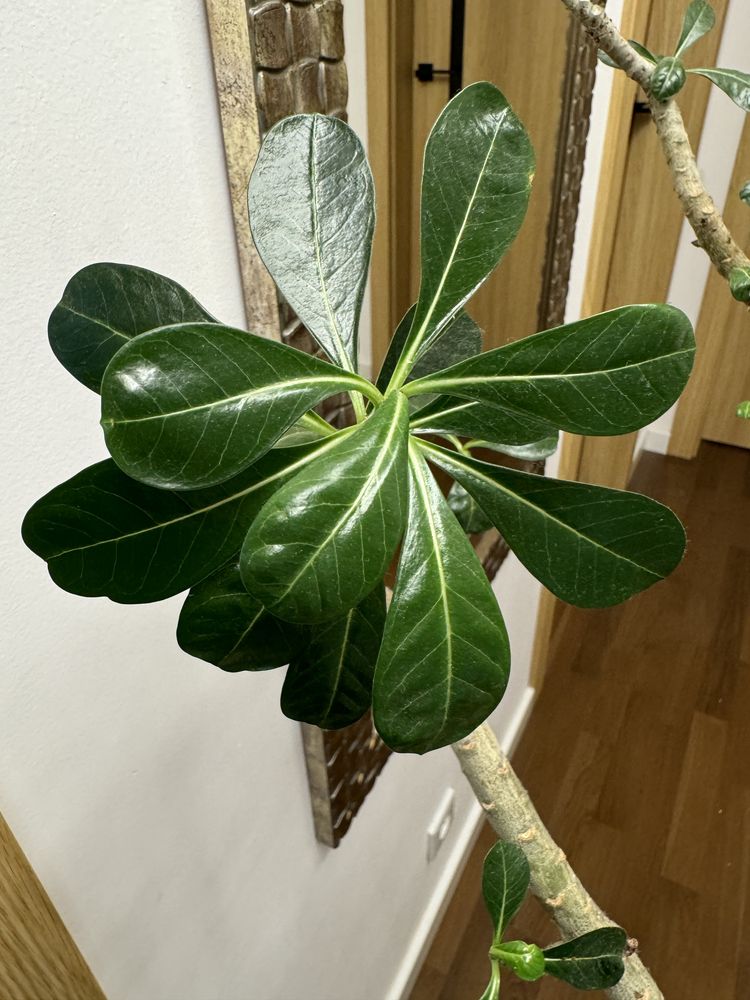 Ogromne Adenium Obesum wysokosc okolo 180 cm
