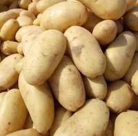 ziemniaki +50 kaliber