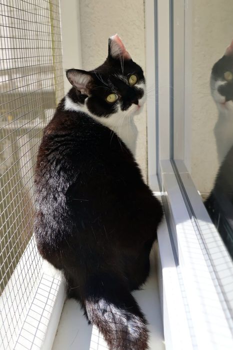 Dwie wspaniałe kotki szukają wspólnego domu