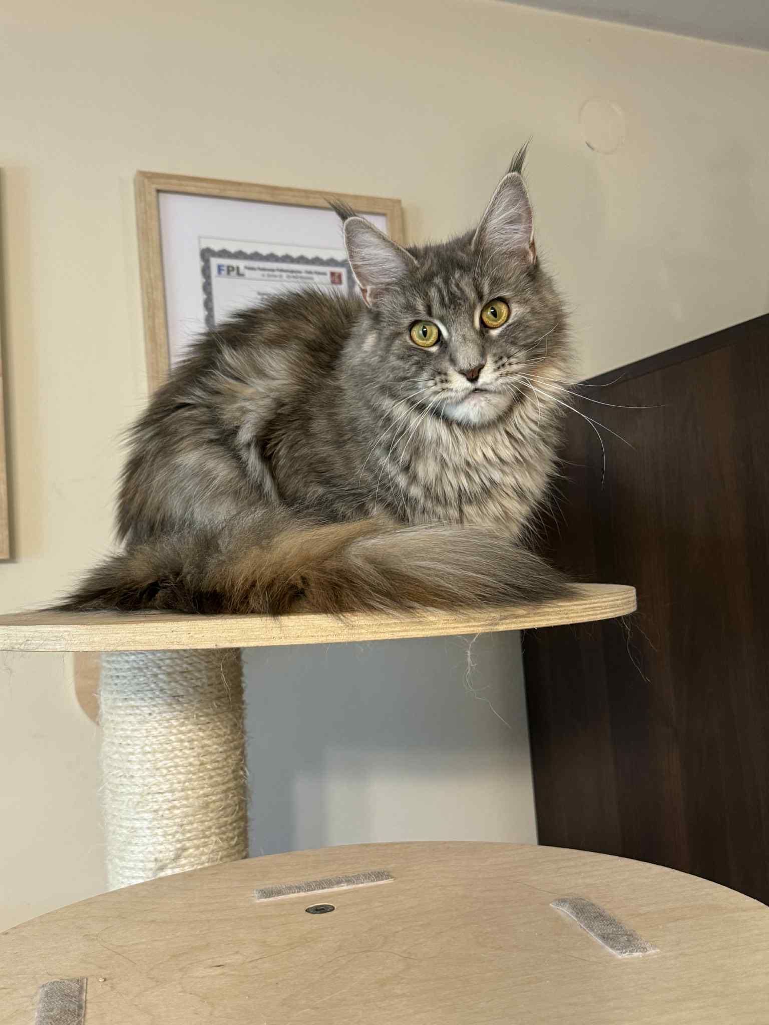 Essme Troskliwe Serce*pl, kotka do adopcji