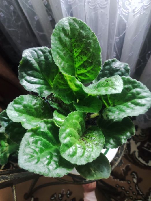 Продам вазон Фіалки