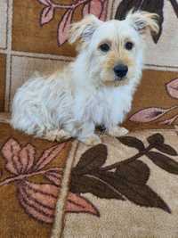 Piesek po mamie west highland white terrier