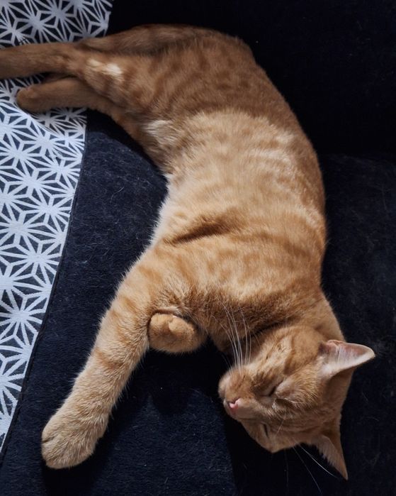 Zaginął rudy kot Gato – Łódź, ul. Liściasta