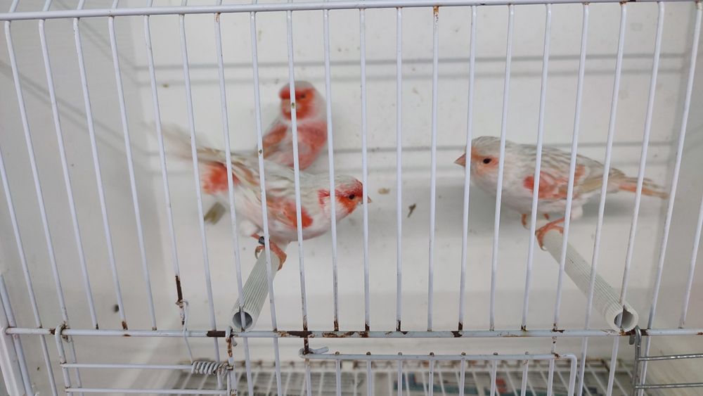 Canários Satines Mosaico Vermelho