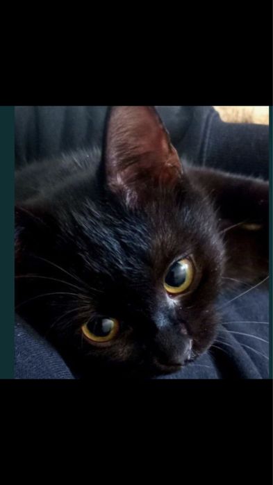 Отдам кошечку в хорошие руки