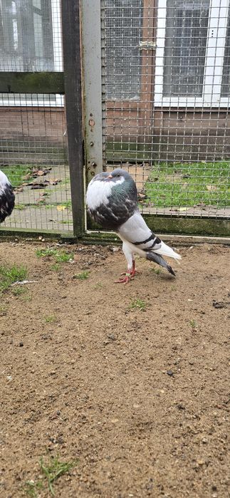 Garłacze Norwich likwidacja