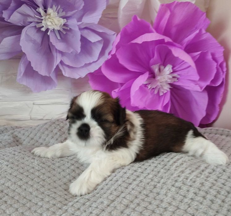 Shih Tzu Lambo pies piękny kolor rodowód