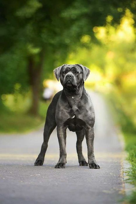 Итальянский Кане Корсо,Тамерлана