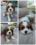 Suczki cavalier kich charles spaniel