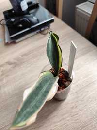 Sansevieria zestaw rezerwacja