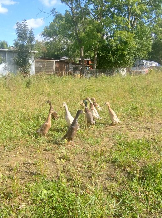 Biegus Indyjski Sprzedam